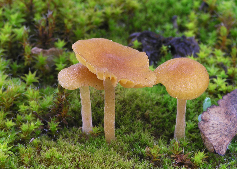 Galerina graminea